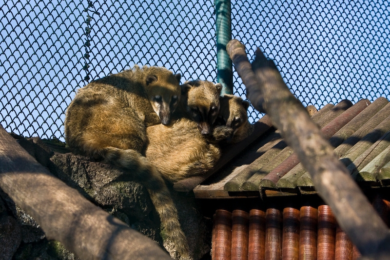 IMG_4214.jpg - Coati brun (Nasua nasua)