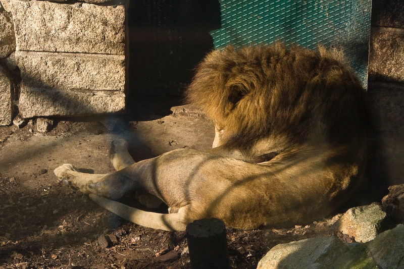 IMG_4235.jpg - Lion d'Afrique (Panthera leo)