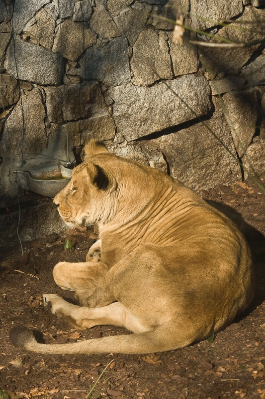 IMG_4241.jpg - Lion d'Afrique (Panthera leo)