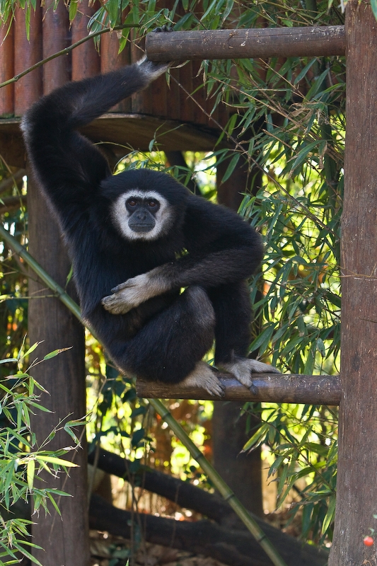 IMG_4253.jpg - Gibbon lar (Hylobates lar)