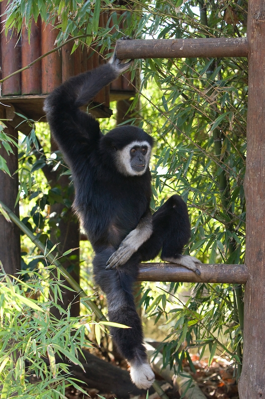 IMG_4261.jpg - Gibbon lar (Hylobates lar)