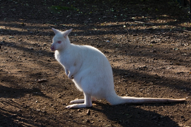 IMG_4265.jpg - Wallaby de Bennet (Macropus rufogriseus) albinos