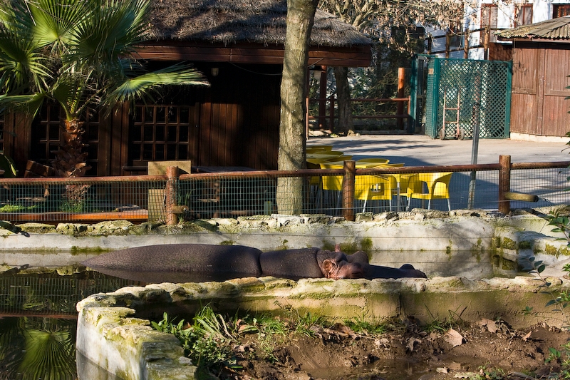 IMG_4298.jpg - Hippopotame commun (Hippopotamus amphibius)