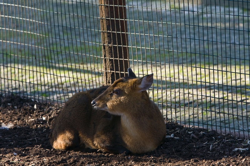 IMG_4301.jpg - Daim (Dama dama)