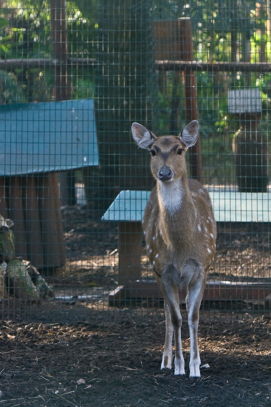 IMG_4304.jpg - Daim (Dama dama)