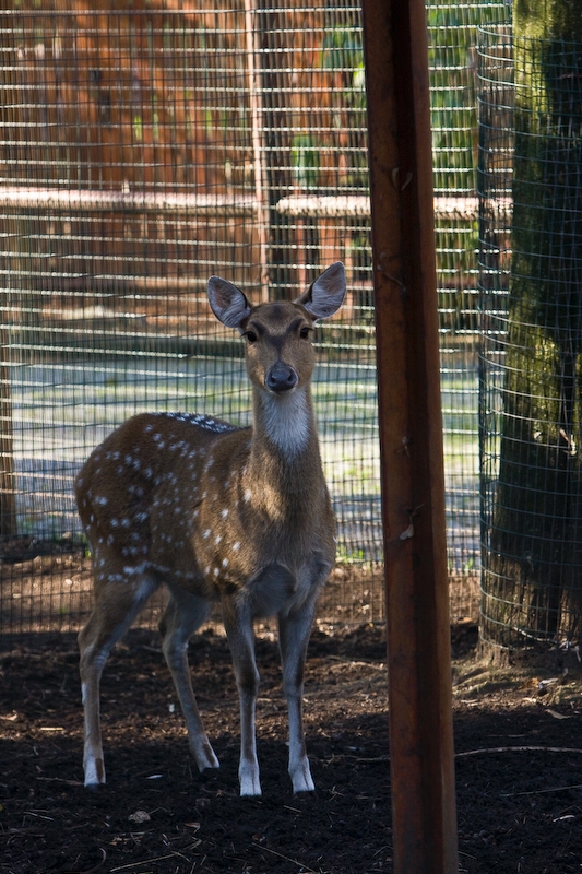 IMG_4313.jpg - Daim (Dama dama)