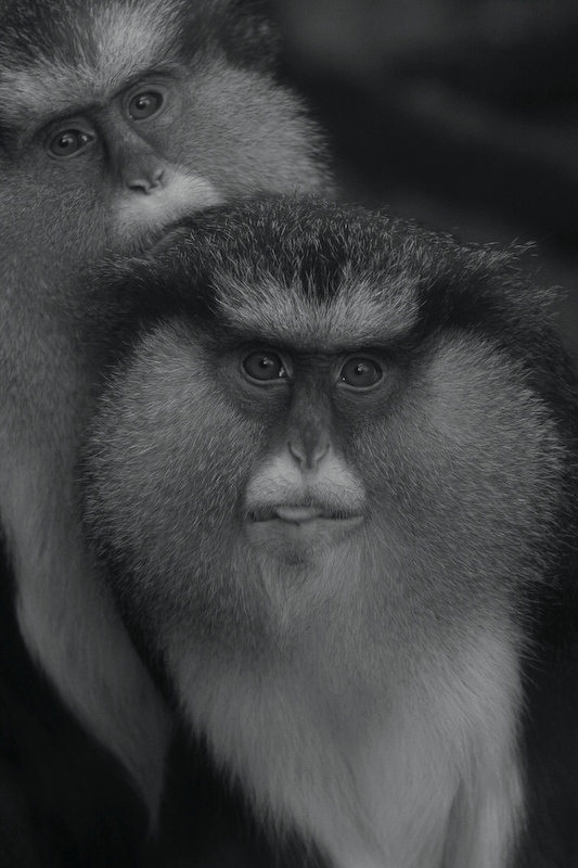 IMG_4322.jpg - Cercopithèque mone (Cercopithecus mona)