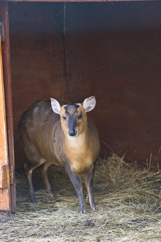 IMG_4358.jpg - Daim (Dama dama)