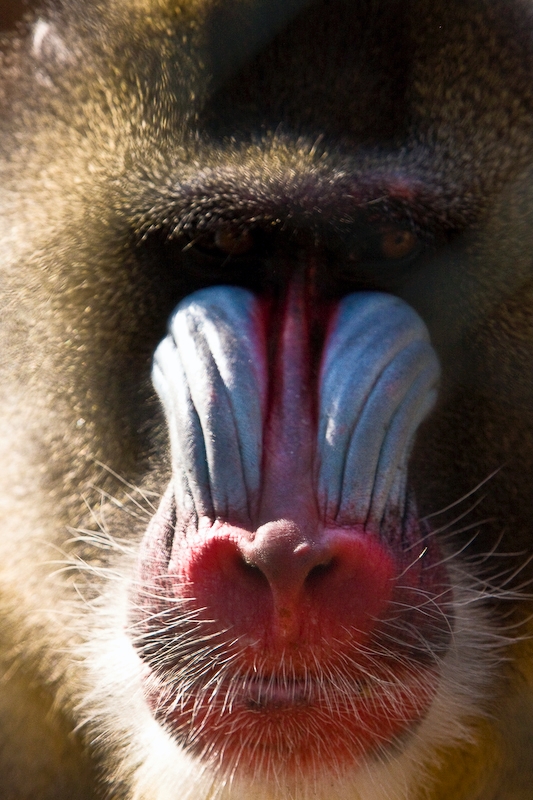 IMG_4366.jpg - Mandrill (Mandrillus sphinx)