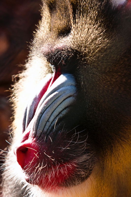 IMG_4369.jpg - Mandrill (Mandrillus sphinx)