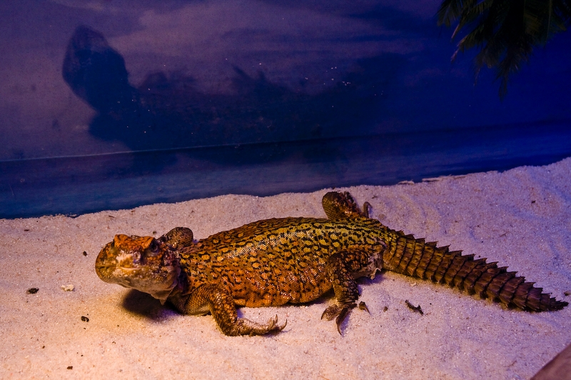 IMG_4398.jpg - scinque