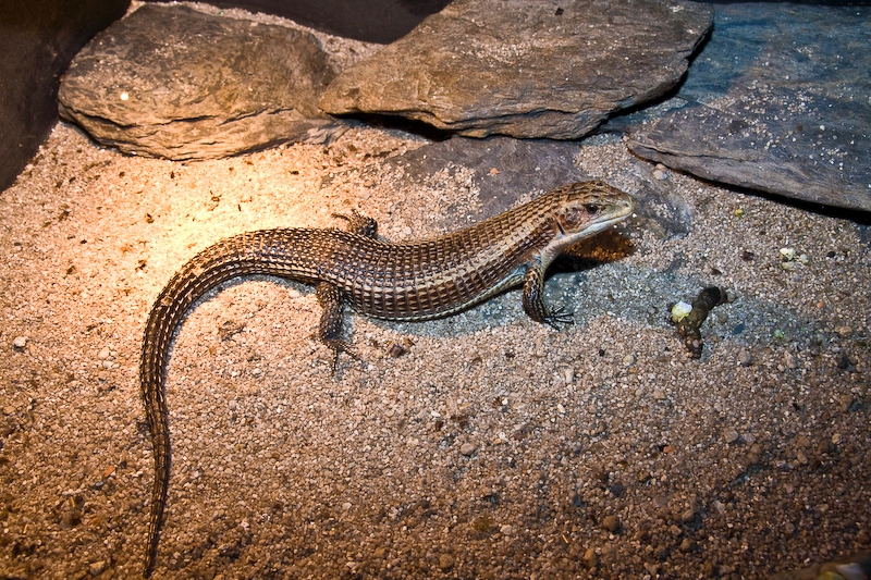 IMG_4403.jpg - scinque