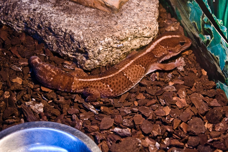 IMG_4437.jpg - Un scinque