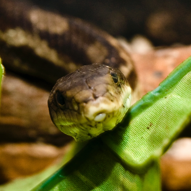 IMG_4444.jpg - python ?