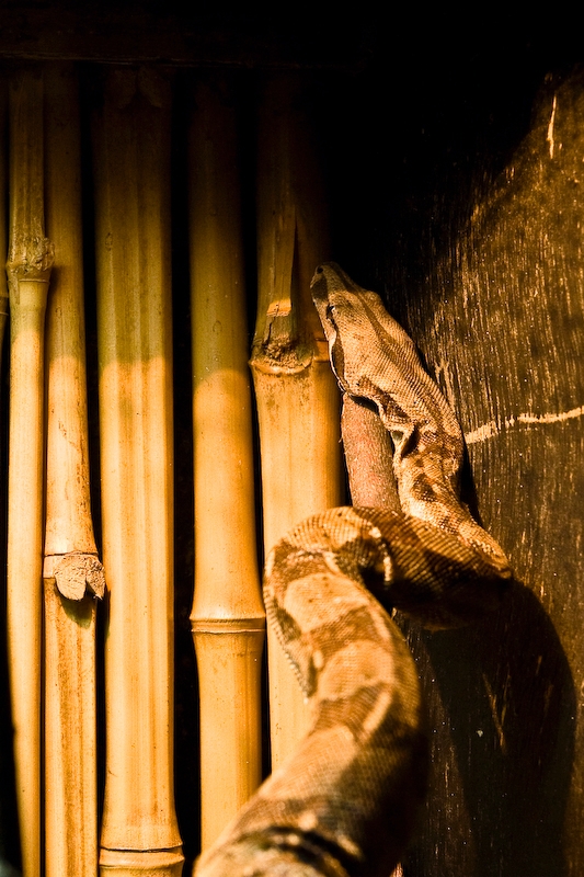 IMG_4458.jpg - python ?