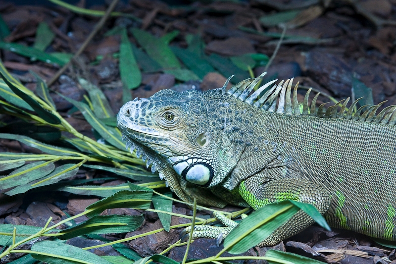 IMG_4463.jpg - Iguane commun ou vert (Iguana iguana)