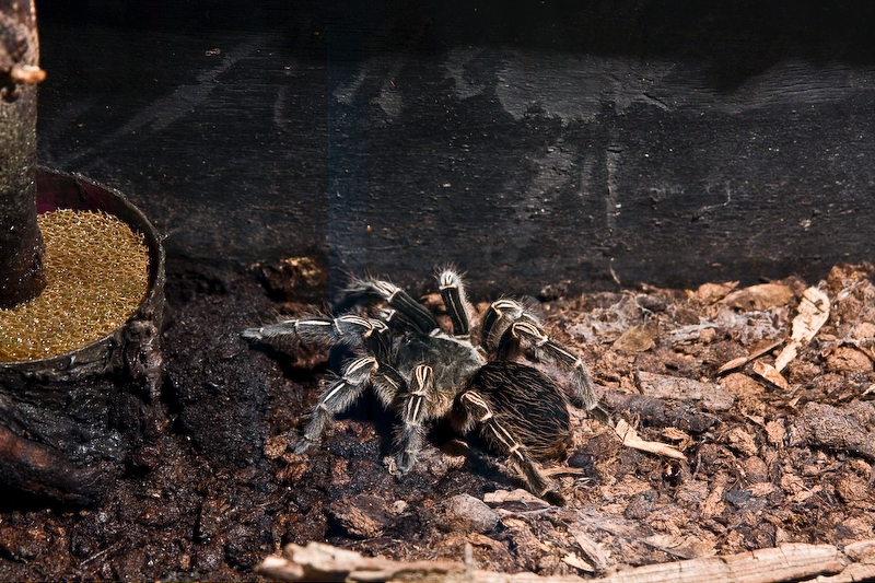 IMG_4470.jpg - Mygale squelette (aphronopelma seemani)