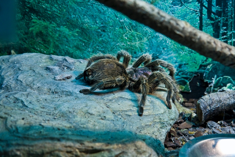 IMG_4473.jpg - mygale (Grammostola cala)