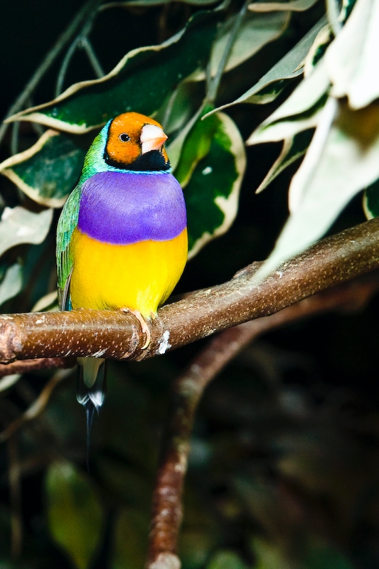 IMG_4481.jpg - Diamant de Gould