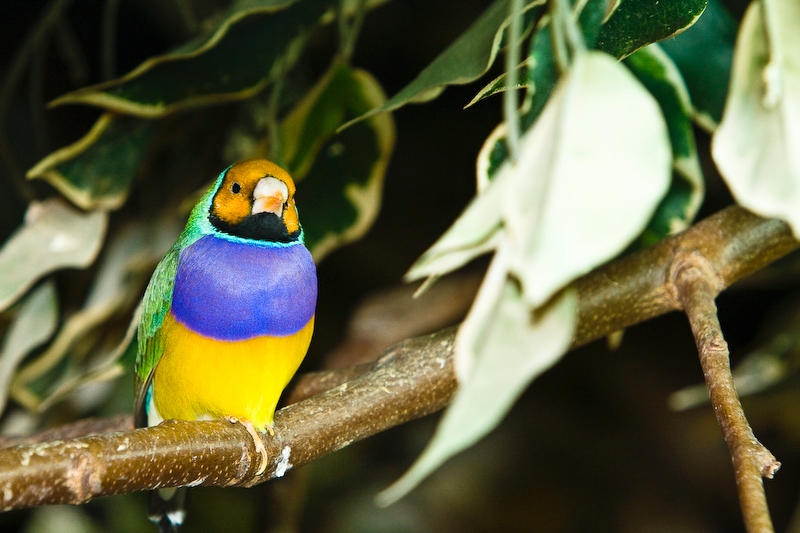 IMG_4487.jpg - Diamant de Gould