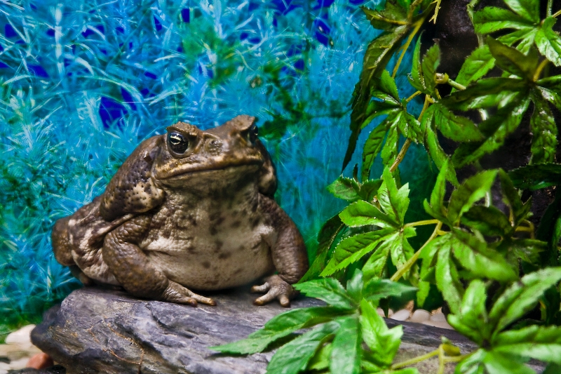 IMG_4503.jpg - Bufo marinus