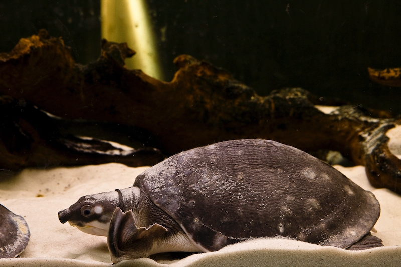 IMG_4507.jpg - Carettochelys insculpta (tortue à nez de cochon)