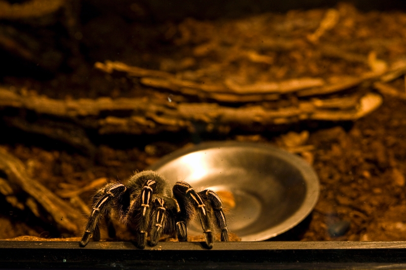 IMG_4523.jpg - mygale (Grammostola cala)