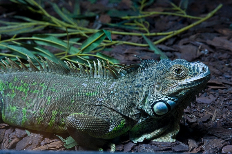 IMG_4526.jpg - Iguane vert