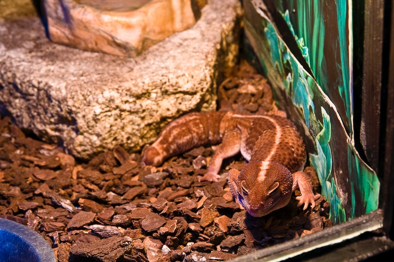 IMG_4530.jpg - gecko ?