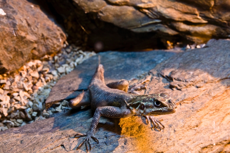 IMG_4533.jpg - Varanus indicus ?