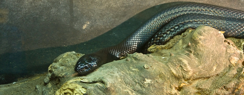 IMG_4547.jpg - Lampropeltis getulus nigritus