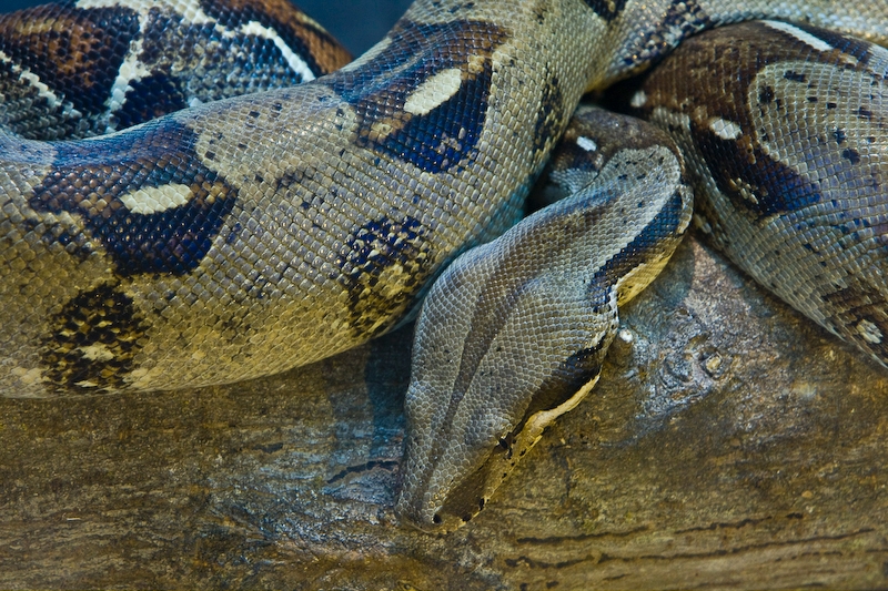 IMG_4555.jpg - python
