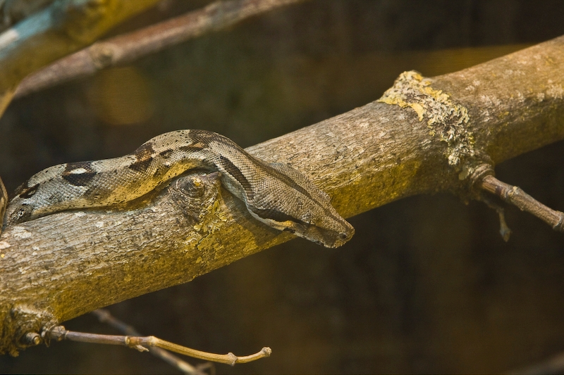 IMG_4558.jpg - python