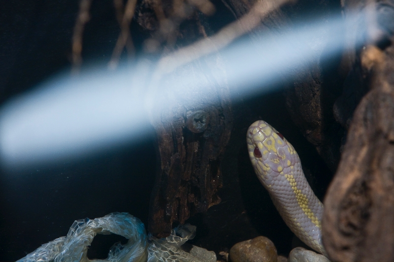 IMG_4564.jpg - Python molure albinos