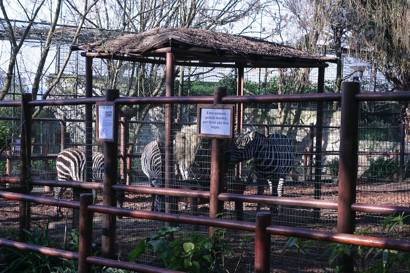 IMG_5776.jpg - Zebre de Grant