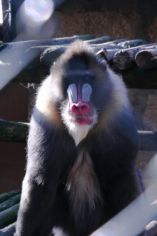 IMG_5777.jpg - Toujours le même mandrill