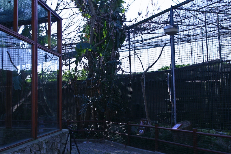 IMG_5801.jpg - cage des lions à droite toute, plus au milieu de la panthère noire et à gauche du tigre de sumatra