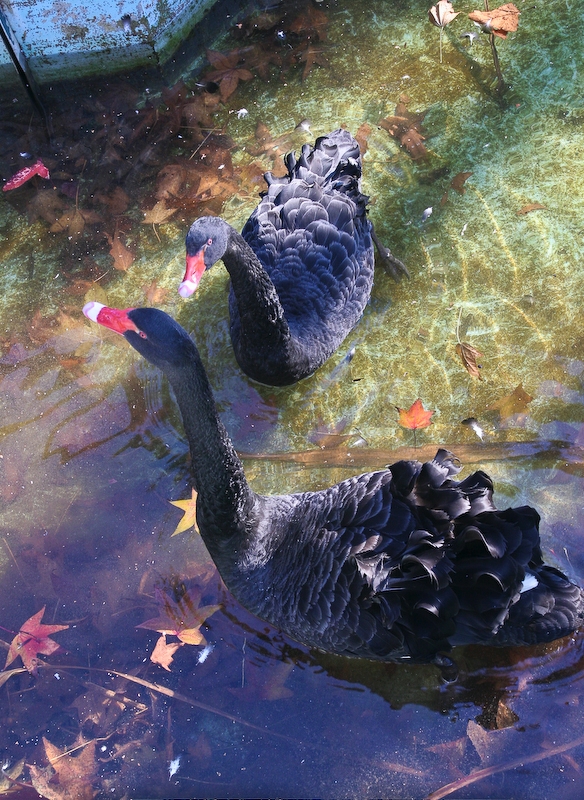 IMG_5835.jpg - cygnes noirs