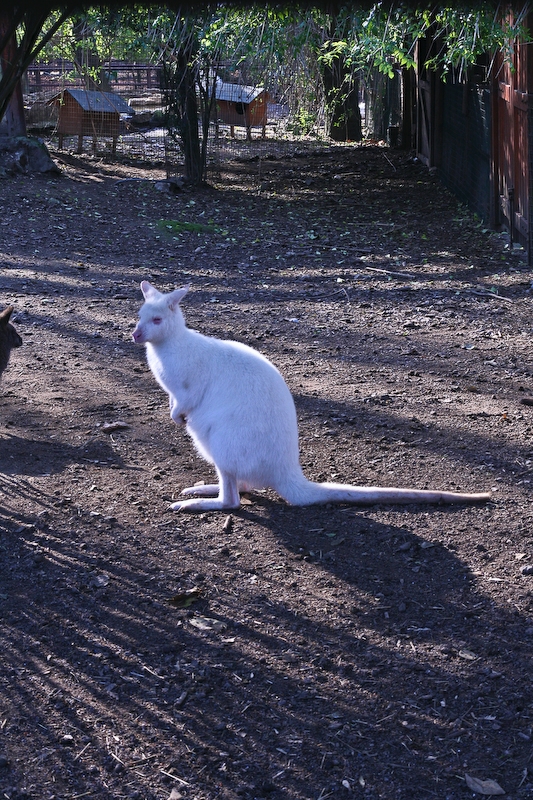 IMG_5857.jpg - Wallaby de Bennet (Macropus rufogriseus) albinos
