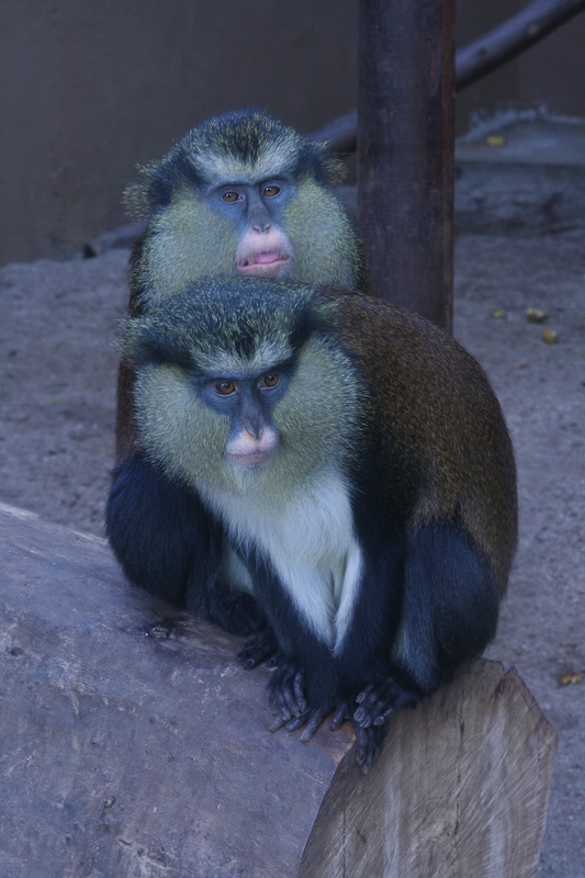 IMG_5875.jpg - Cercopithèque mone (Cercopithecus mona)