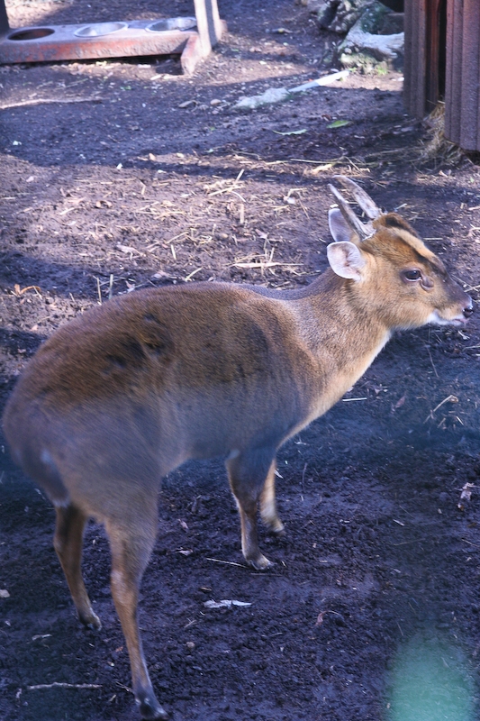 IMG_5881.jpg - Muntjac de Chine (Muntiacus reevesi)