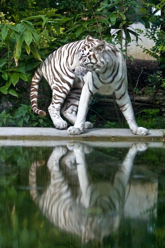 17092008maubeuge.jpg - les tigres, je me suis laissé dire que le mâle a peur de la femelle :)