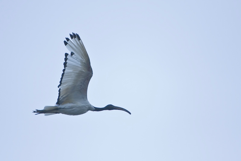 IMG_0114-1.jpg - Ibis sacré en liberté
