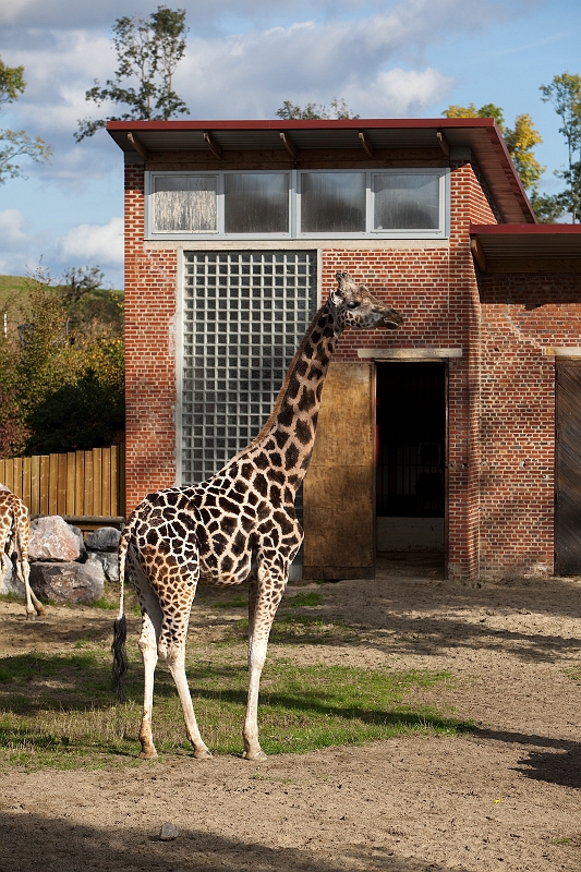 IMG_2631.jpg - girafe de Rothchild