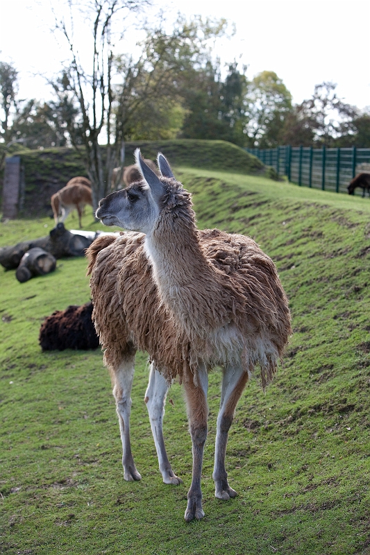 IMG_2642.jpg - Guanaco