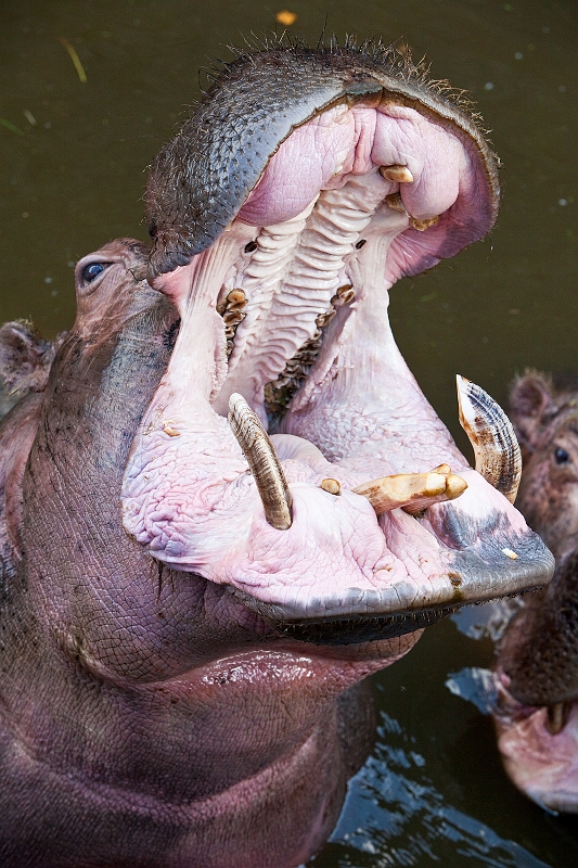 IMG_2684.jpg - hippos