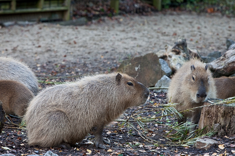 IMG_2698.jpg - capybara