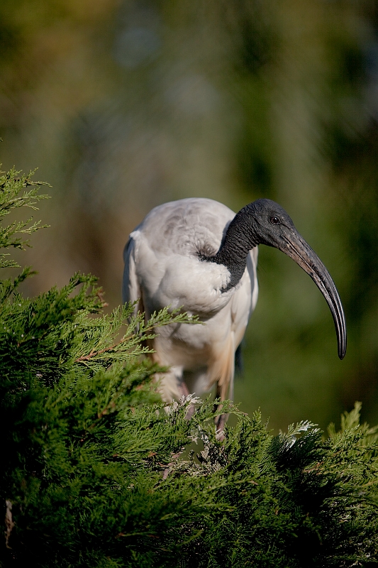 IMG_2757.jpg - Ibis sacré