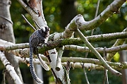 IMG_2608