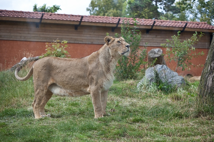 IMG_0026.jpg - La Lionne première fois que j'ai la chance de la voir dans cette posture, elle et le lion ont l'habitude de se cacher au fond.